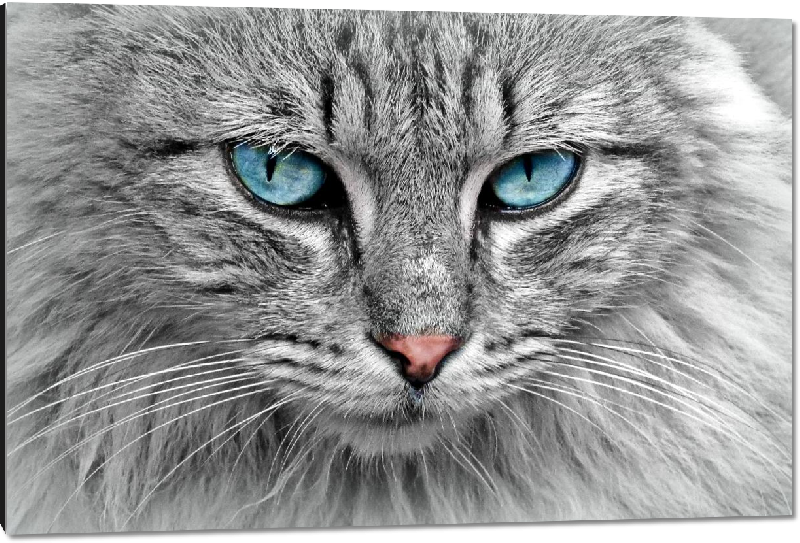 Impression sur aluminium photo chat gris au yeux bleus
