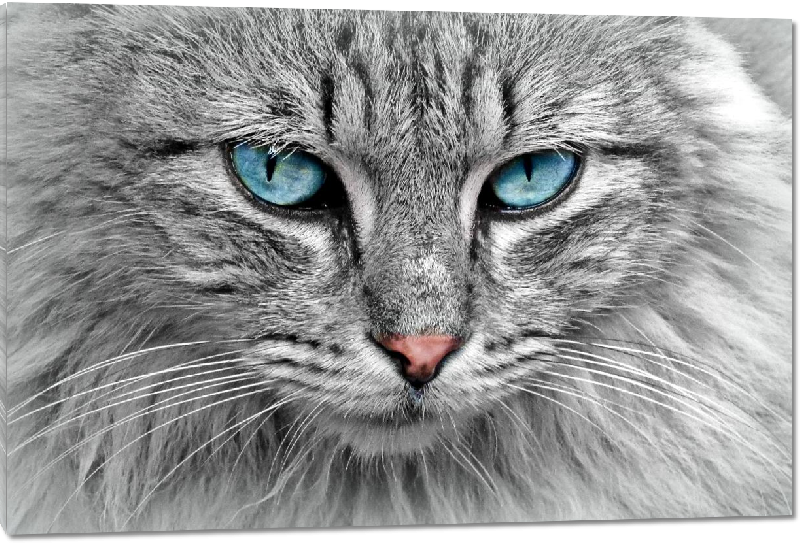 Impression sur Plexiglass photo chat gris au yeux bleus