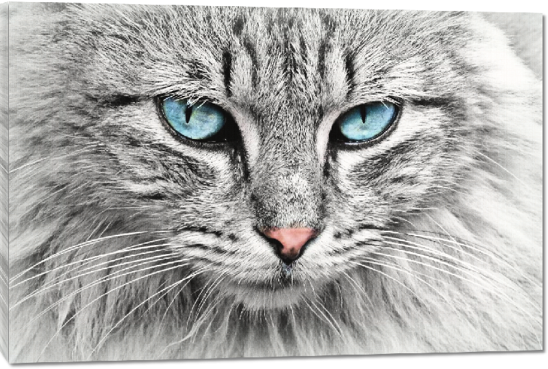 Toiles imprimées photo chat gris au yeux bleus