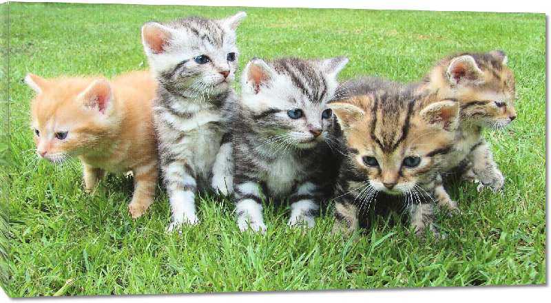 Toiles imprimées photo chatons dans l'herbe 