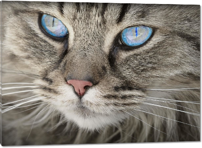 Impression sur Plexiglass photo chat gris au yeux bleus