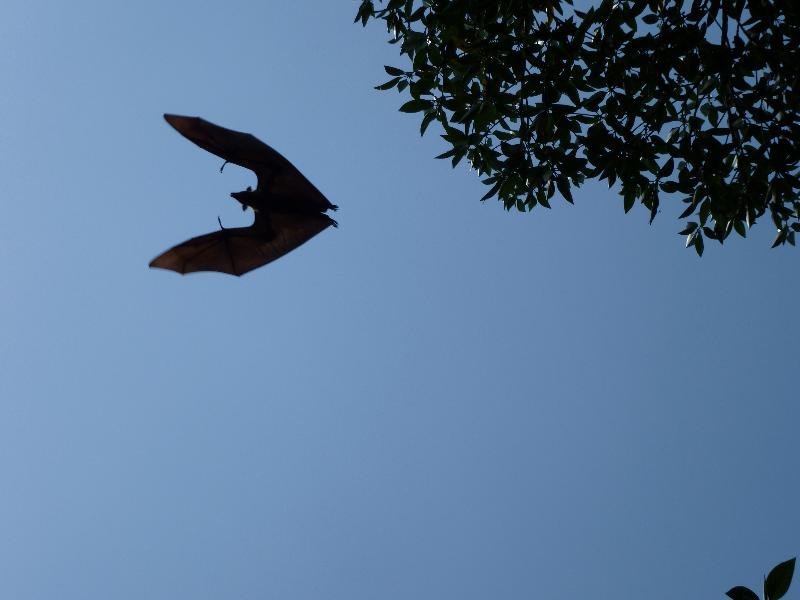 photo vol chauve-souris 