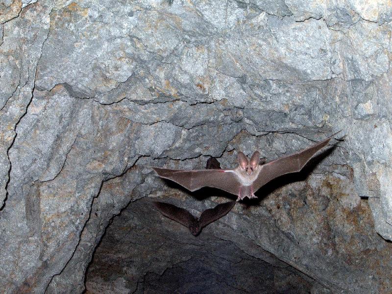photo vol chauve-souris dans une grotte