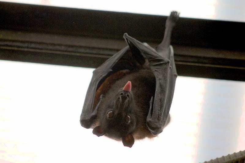 photo chauve-souris 