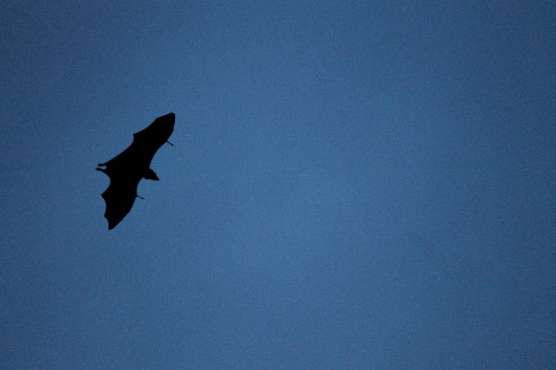 photo vol chauve-souris 