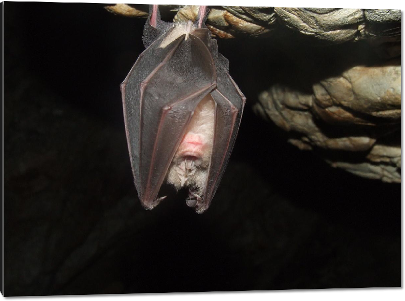 Impression sur aluminium photo chauve-souris