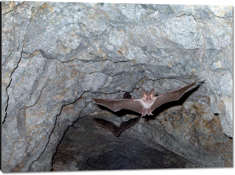 Impression sur aluminium photo vol chauve-souris dans une grotte