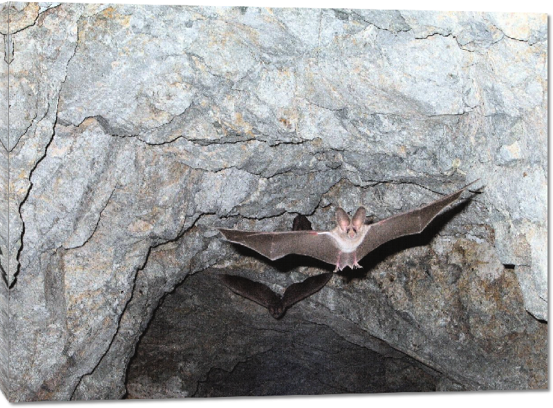 Toiles imprimées photo vol chauve-souris dans une grotte