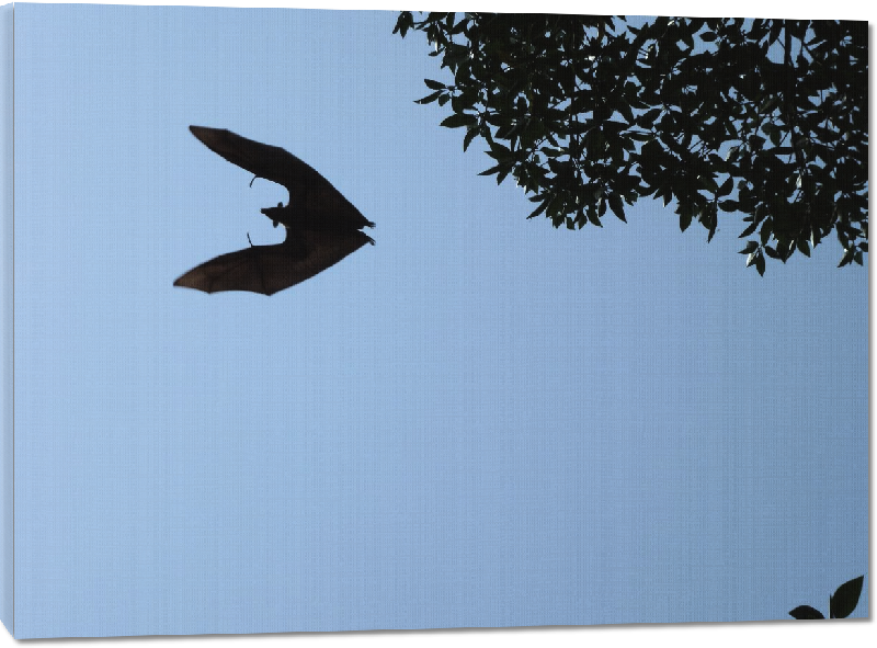 Toiles imprimées photo vol chauve-souris 