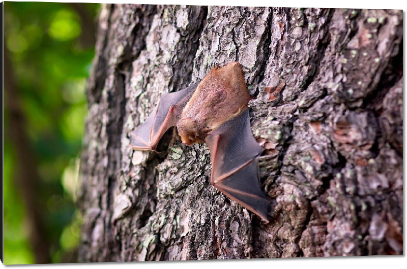 Impression sur aluminium photo chauve-souris 