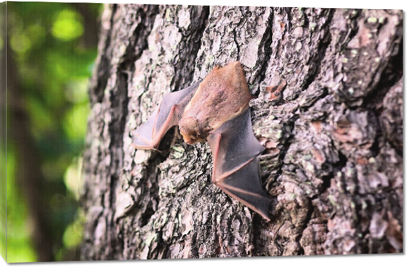 Toiles imprimées photo chauve-souris 