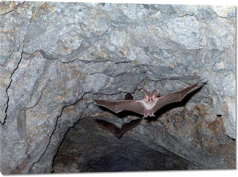 Impression sur Plexiglass photo vol chauve-souris dans une grotte