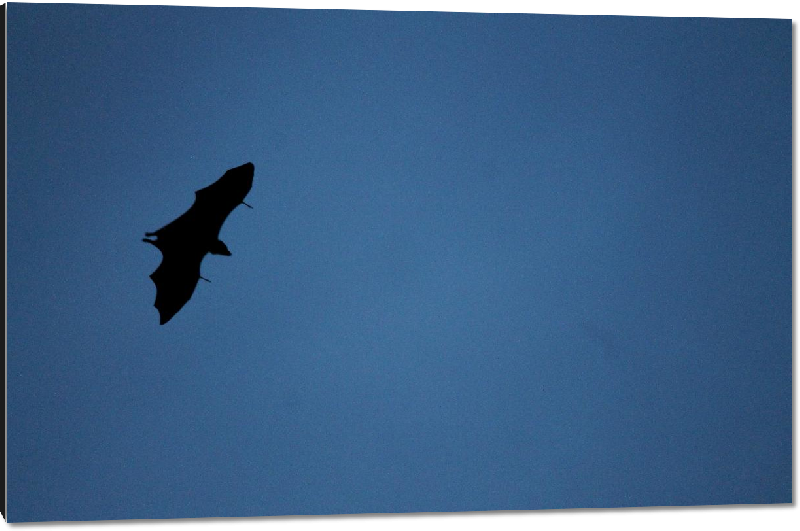 Impression sur aluminium photo vol chauve-souris 