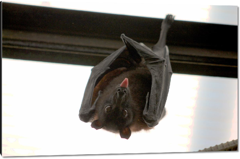 Impression sur aluminium photo chauve-souris 