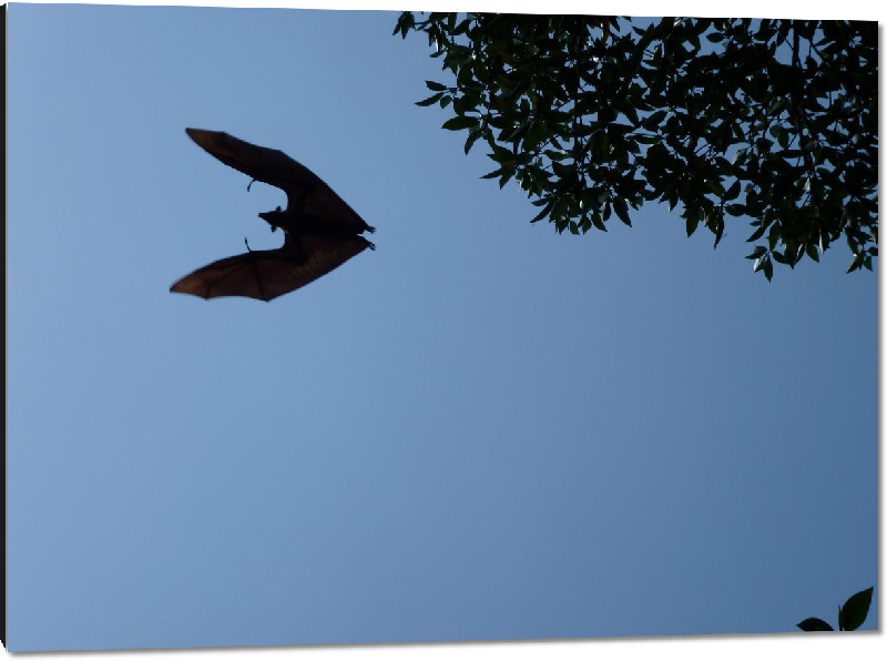 Impression sur aluminium photo vol chauve-souris 