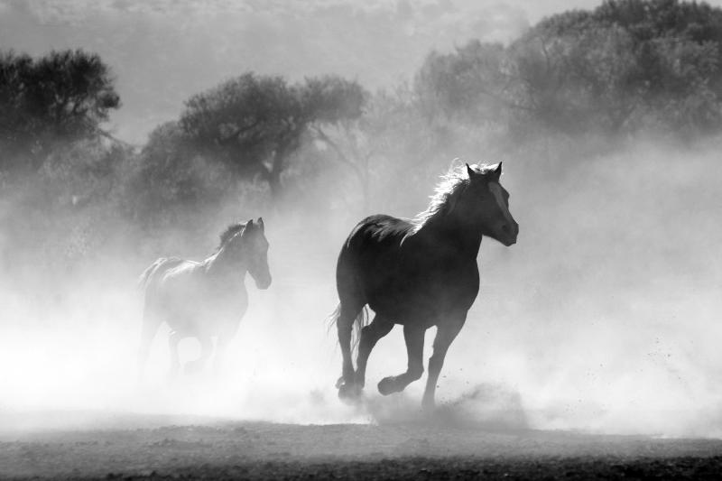 photo chevaux noir et blanc