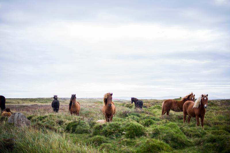 photo chevaux