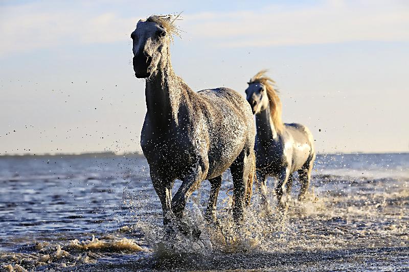 photo chevaux au gallo  dans l'eau 