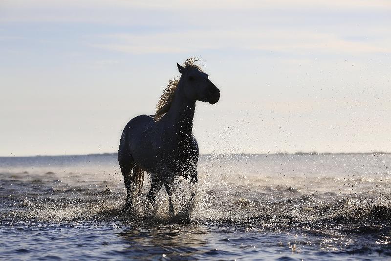 photo cheval au gallo  dans l'eau 