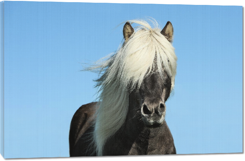 Toiles imprimées photo cheval