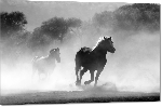 Impression sur Plexiglass photo chevaux noir et blanc