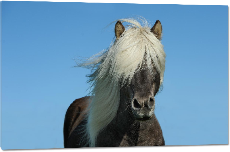 Impression sur Plexiglass photo cheval