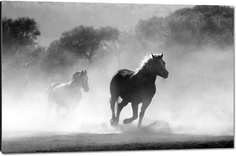 Impression sur aluminium photo chevaux noir et blanc