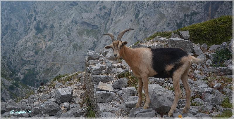 photo chèvre dans les montagnes 