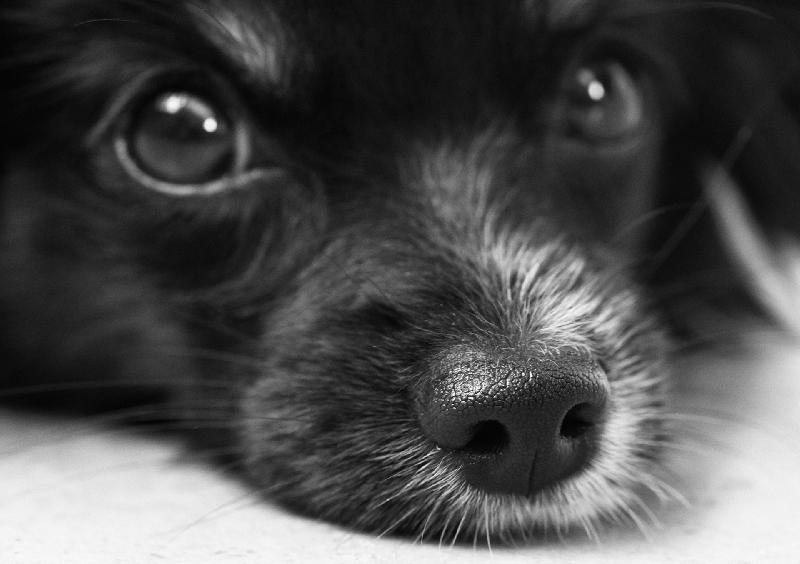 photo chien noir et blanc