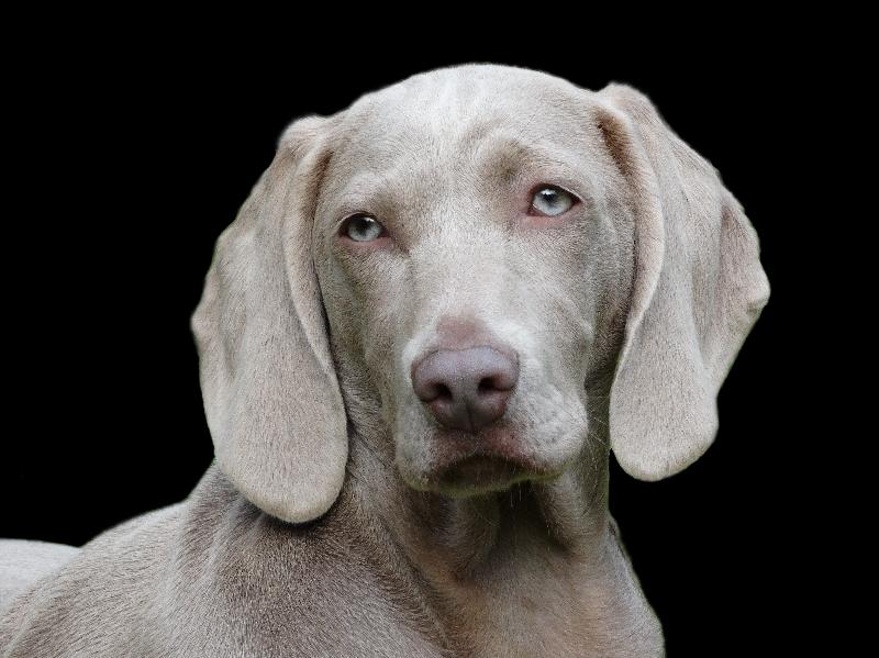 photo chien marron gris au yeux bleus
