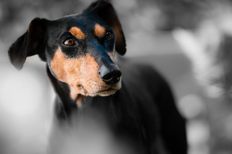 photo chien noir et marron