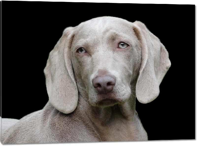 Impression sur Plexiglass photo chien marron gris au yeux bleus