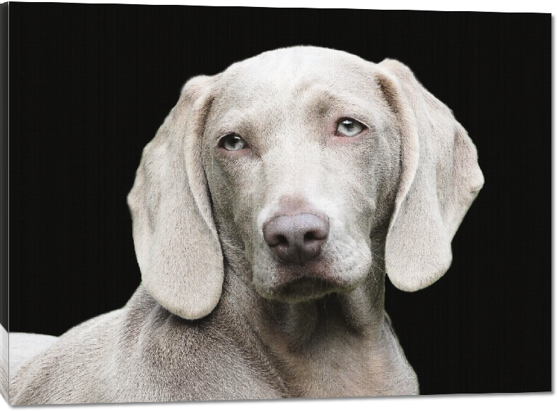 Toiles imprimées photo chien marron gris au yeux bleus