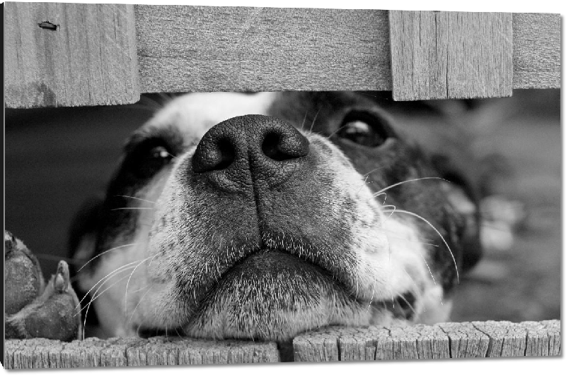Impression sur aluminium photo chien noir et blanc
