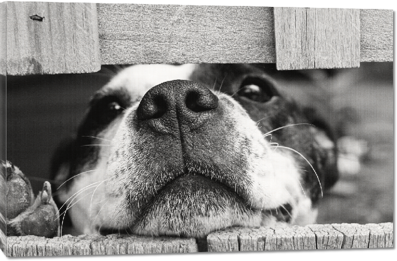 Toiles imprimées photo chien noir et blanc