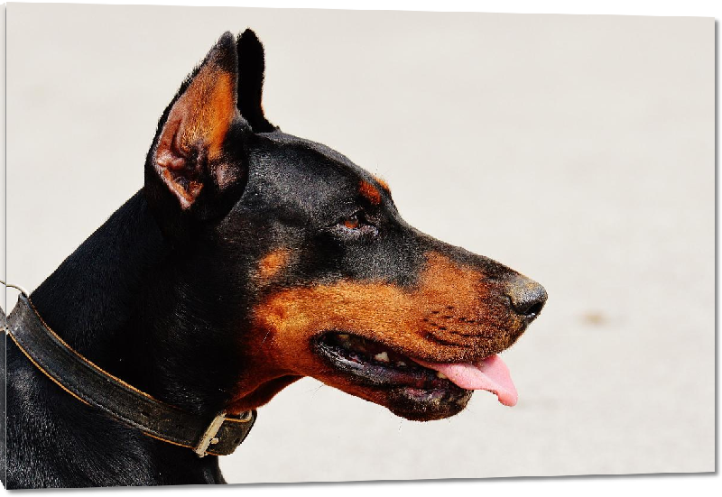 Impression sur Plexiglass photo chien noir et marron