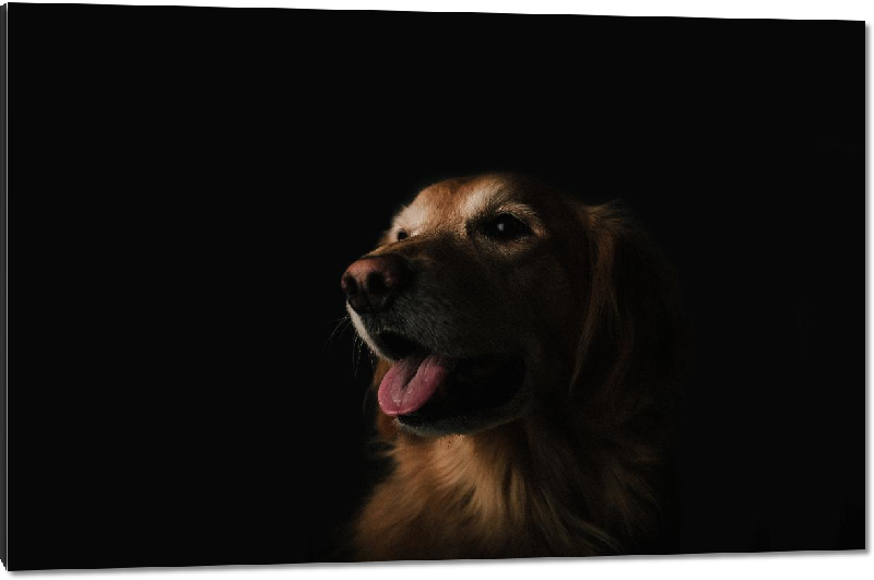 Impression sur Plexiglass photo chien 