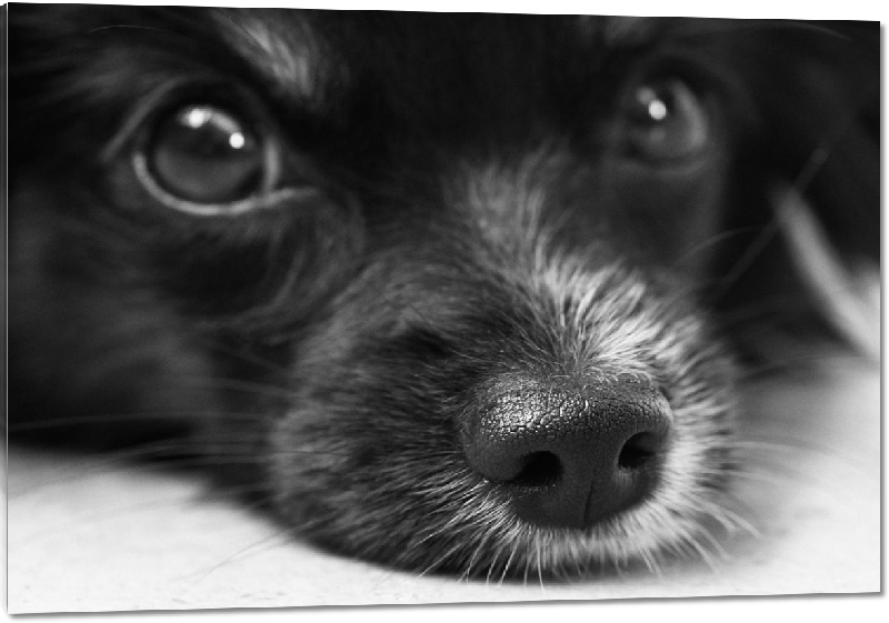 Impression sur Plexiglass photo chien noir et blanc