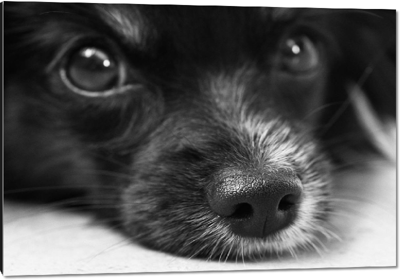 Impression sur aluminium photo chien noir et blanc