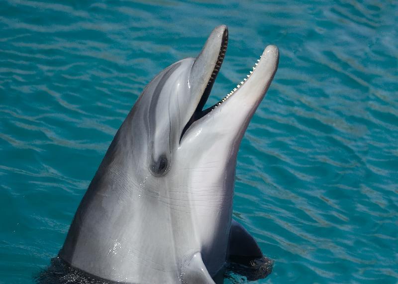 photo dauphin dans l'ocean
