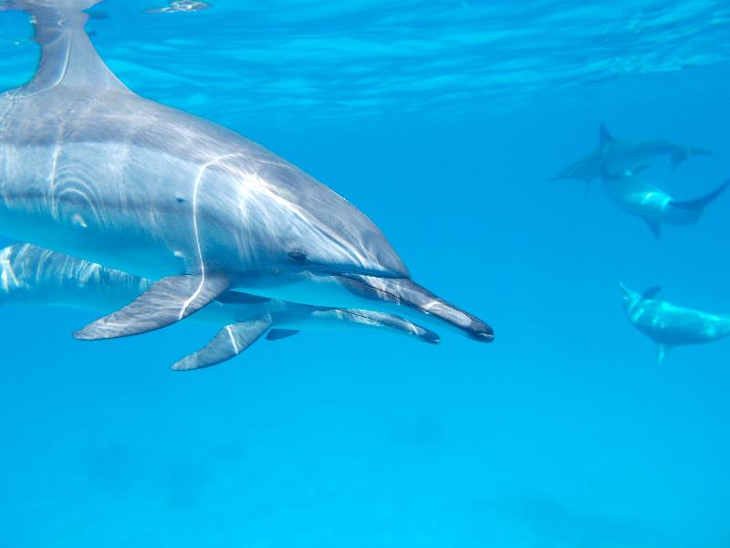 photo dauphins dans l'ocean