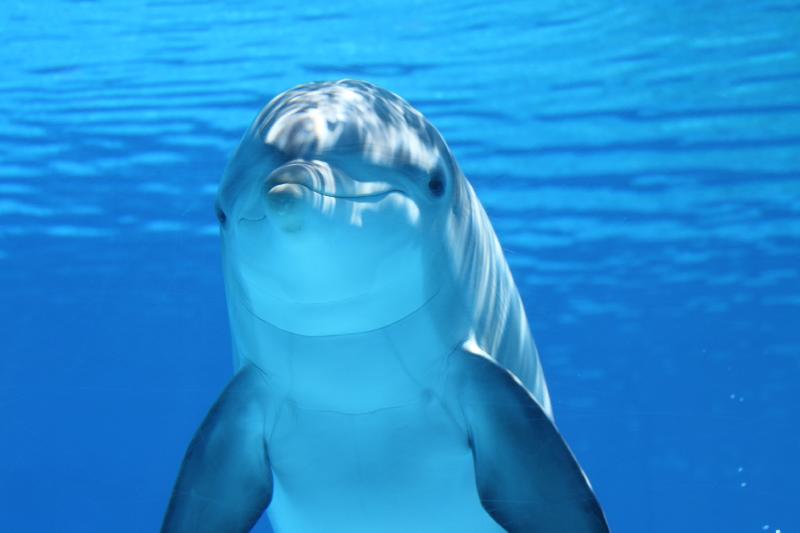 photo dauphin dans l'ocean