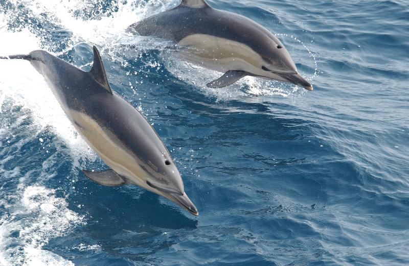 photo dauphins dans l'ocean