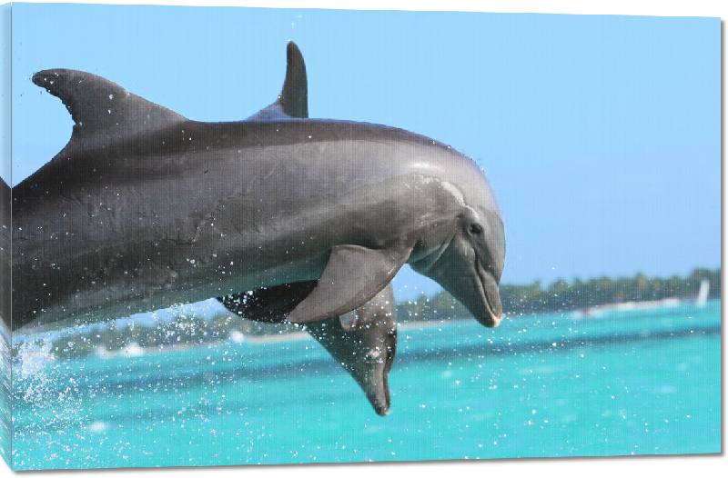 Toiles imprimées photo dauphins dans l'ocean