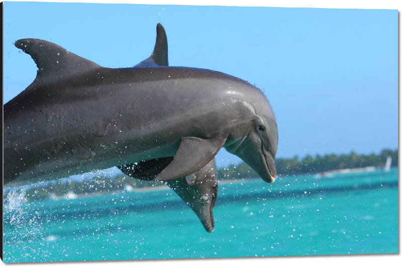 Impression sur aluminium photo dauphins dans l'ocean