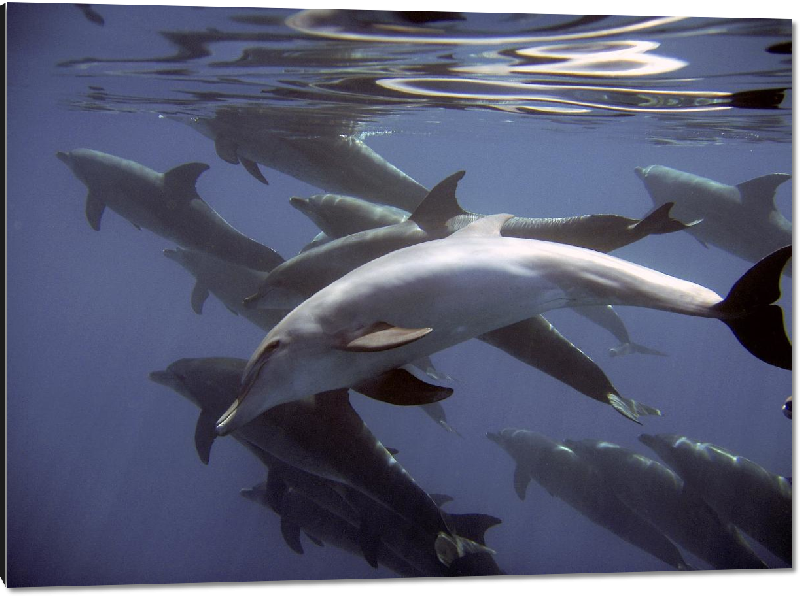 Impression sur aluminium photo dauphins dans l'ocean