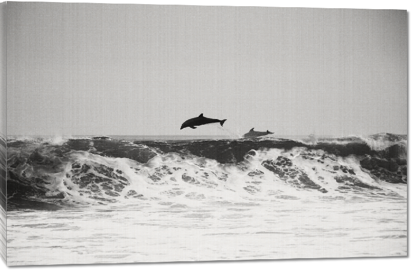 Toiles imprimées photo dauphins dans l'ocean