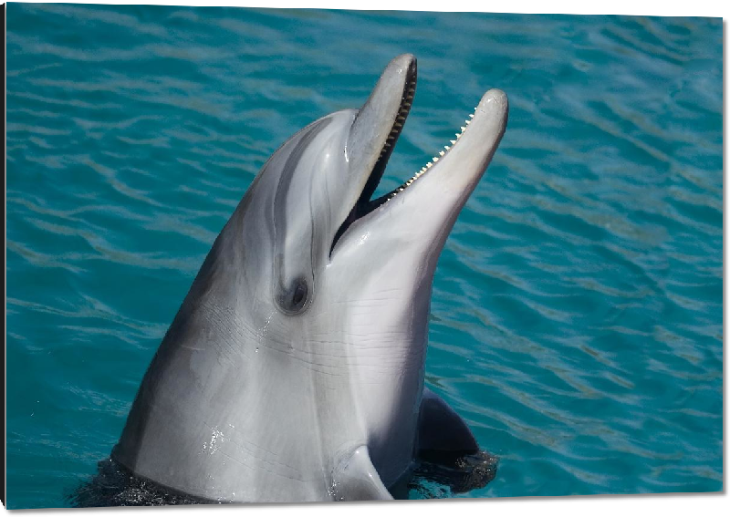 Impression sur aluminium photo dauphin dans l'ocean