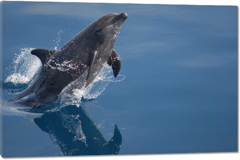 Impression sur Plexiglass photo dauphin dans l'ocean
