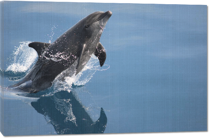 Toiles imprimées photo dauphin dans l'ocean